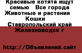 Красивые котята ищут семью - Все города Животные и растения » Кошки   . Ставропольский край,Железноводск г.